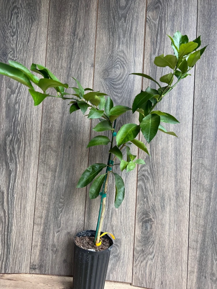 Ponderosa Lemon Tree Live Plant - Grafted in Half Gallon Pot, Fruit Bearing - Cannot ship to CA - Image 7