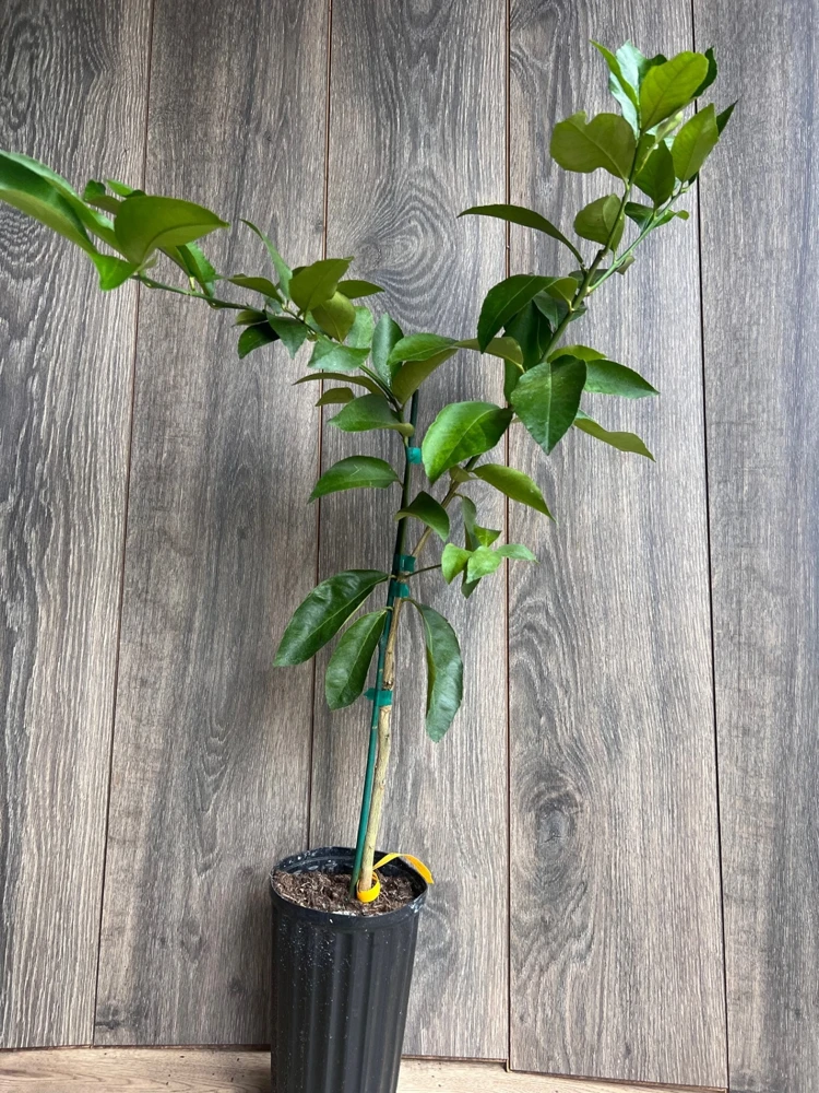 Ponderosa Lemon Tree Live Plant - Grafted in Half Gallon Pot, Fruit Bearing - Cannot ship to CA - Image 8