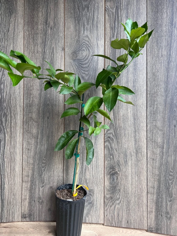 Ponderosa Lemon Tree Live Plant - Grafted in Half Gallon Pot, Fruit Bearing - Cannot ship to CA - Image 9