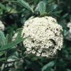 Pragense Viburnum Live Plant – 4 inch Pot – Evergreen Shrub for Landscaping - Image 1