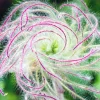 Prairie Smoke Live Plant (Geum triflorum) Perennial Zone 3-8 - Image 1