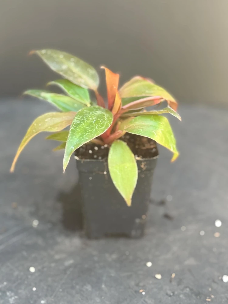 Prince of Orange Philodendron Live Plant - Multi-Colored Foliage Houseplant - 2.5x4 inch Pot - Image 2