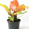Prince of Orange Philodendron Live Plant - Multi-Colored Foliage Houseplant - 2.5x4 inch Pot - Image 1