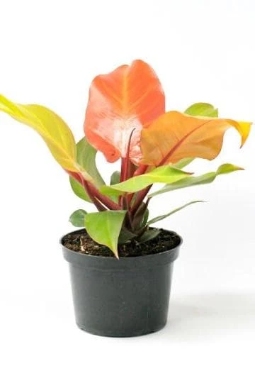Prince of Orange Philodendron Live Plant - Multi-Colored Foliage Houseplant - 2.5x4 inch Pot - Image 1