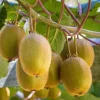 Prolific Kiwi Vine Live Plant – Cold Hardy Fruit – 6 inch Pot - Cannot ship to CA - Image 1