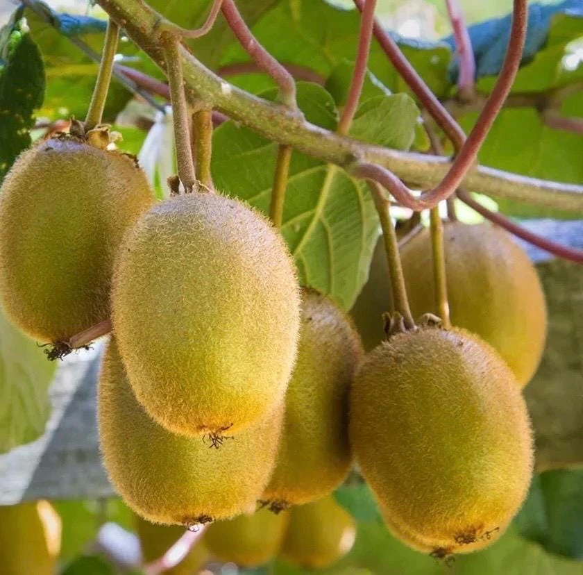 Prolific Kiwi Vine Live Plant – Cold Hardy Fruit – 6 inch Pot - Cannot ship to CA - Image 1