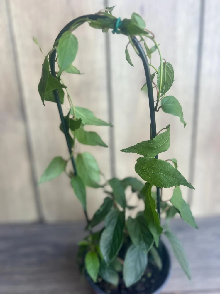Prolific Kiwi Vine Live Plant – Cold Hardy Fruit – 6 inch Pot - Cannot ship to CA - Image 2