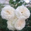 Prosperity Climbing Rose Live Plant - Hybrid Musk, 4 Inch Pot Starter, Outdoor - Image 1