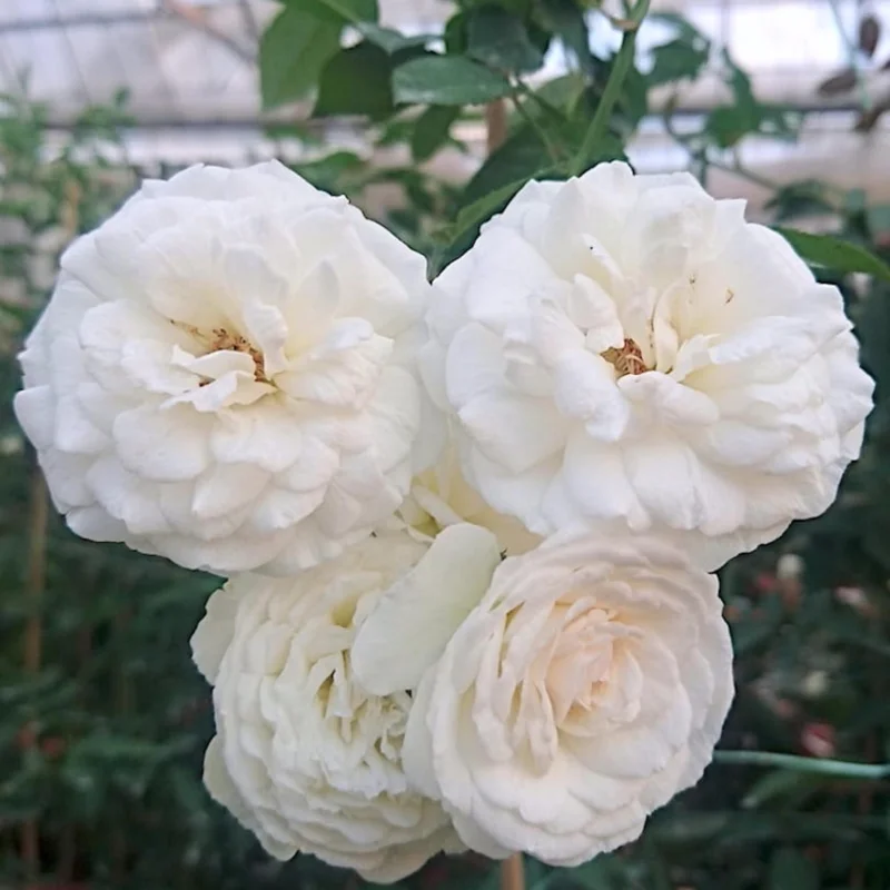 Prosperity Climbing Rose Live Plant - Hybrid Musk, 4 Inch Pot Starter, Outdoor - Image 1