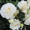 Prosperity White Climbing Rose Live Plant - Fragrant Perennial Bush, 4-6 Inch Tall, Outdoor - Image 1