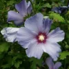 Purple Althea Rose of Sharon Live Plant – 1 Quart Pot – Outdoor Shrub - Image 3