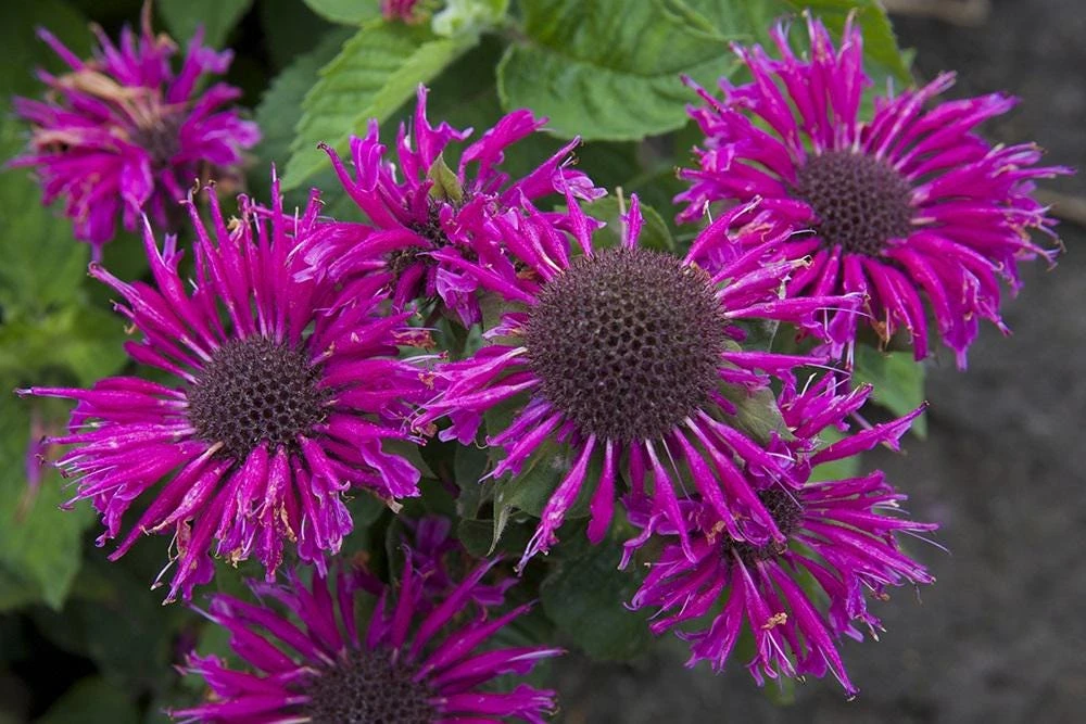 Purple Bee-Free Monarda Bee Balm Live Plant - Attracts Butterflies & Hummingbirds, Hardy Zones 4-9 - Image 2