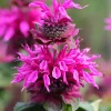 Purple Bee-Free Monarda Bee Balm Live Plant - Attracts Butterflies & Hummingbirds, Hardy Zones 4-9 - Image 1