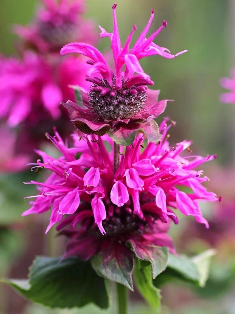 Purple Bee-Free Monarda Bee Balm Live Plant - Attracts Butterflies & Hummingbirds, Hardy Zones 4-9 - Image 1