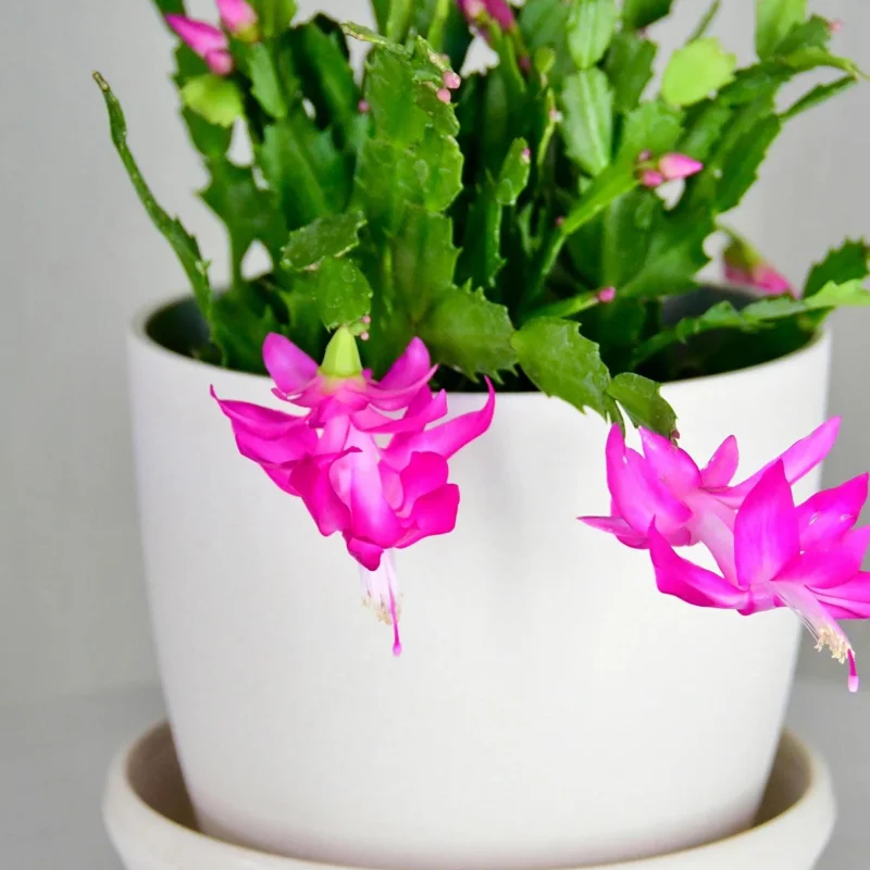 Purple Christmas Cactus Live Plant - 3 inch Pot - Schlumbergera truncata Indoor - Image 2