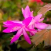 Purple Christmas Cactus Live Plant - 3 inch Pot - Schlumbergera truncata Indoor - Image 1