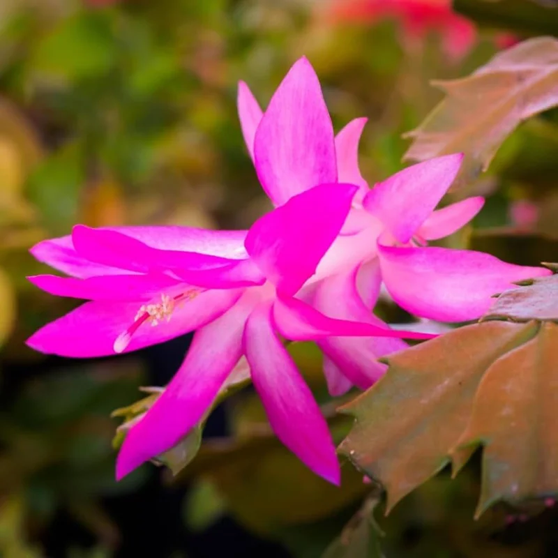 Purple Christmas Cactus Live Plant - 3 inch Pot - Schlumbergera truncata Indoor - Image 1