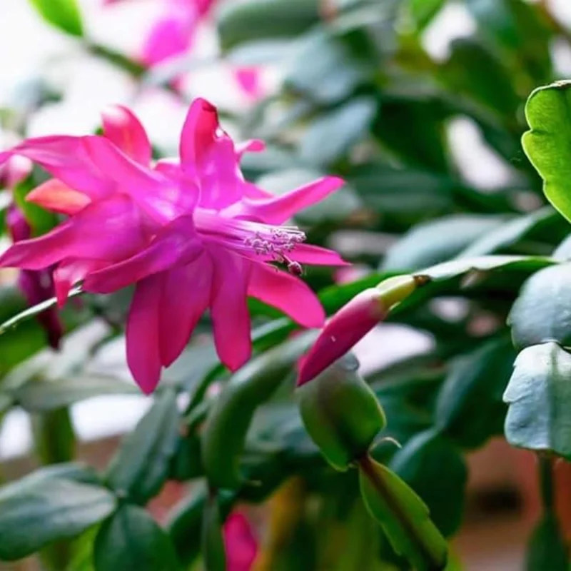 Purple Christmas Cactus Live Plant – 3 inch Starter Plant – Indoor - Image 2
