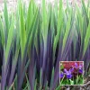 Purple Flame Iris Versicolor Live Plant - Blue Flag Flower, Zones 3-9 - Image 1