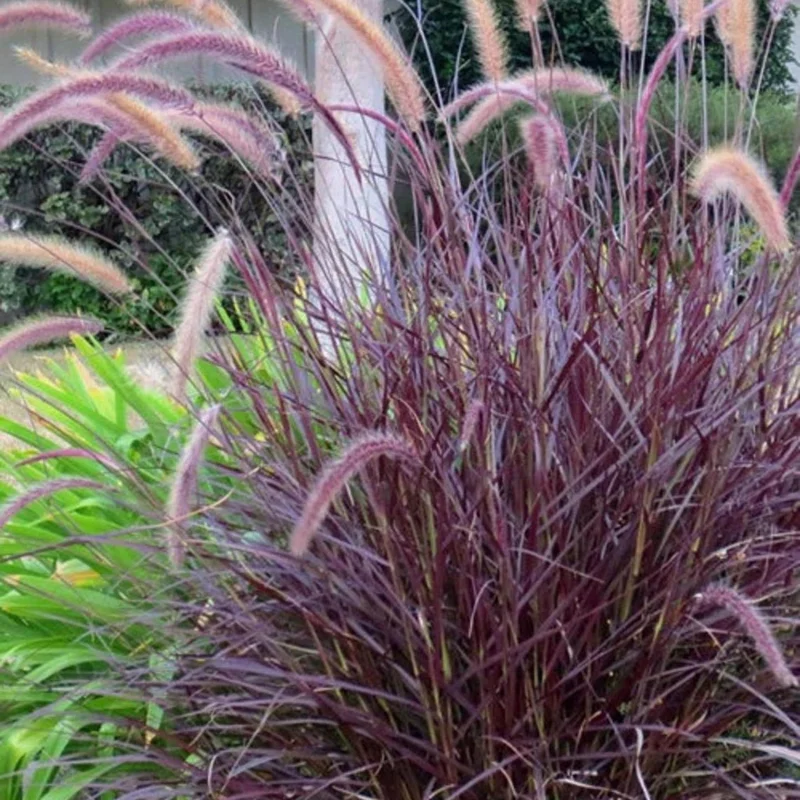 Purple Fountain Grass Live Plant - 3" Starter, Elegant Plumes, Outdoor - Image 1