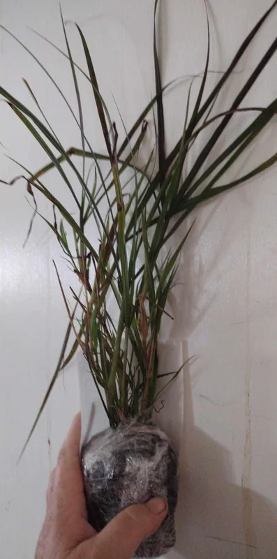 Purple Fountain Grass Live Plant Starter 3 inch – Ornamental Grass Outdoor - Image 2