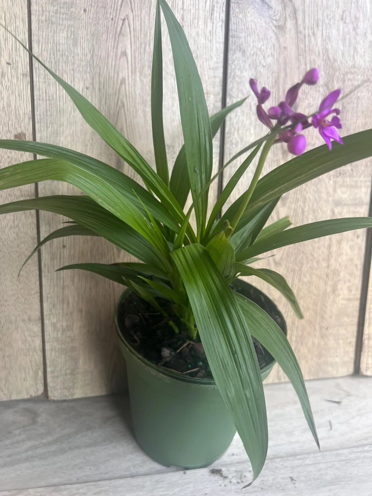 Purple Ground Orchid Live Plant - Spathoglottis Plicata - 6" Pot - Indoor/Outdoor - Cannot ship to CA - Image 2