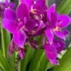 Purple Ground Orchid Live Plant - Spathoglottis Plicata - 6" Pot - Indoor/Outdoor - Cannot ship to CA - Image 1