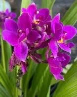 Purple Ground Orchid Live Plant - Spathoglottis Plicata - 6" Pot - Indoor/Outdoor - Cannot ship to CA - Image 1