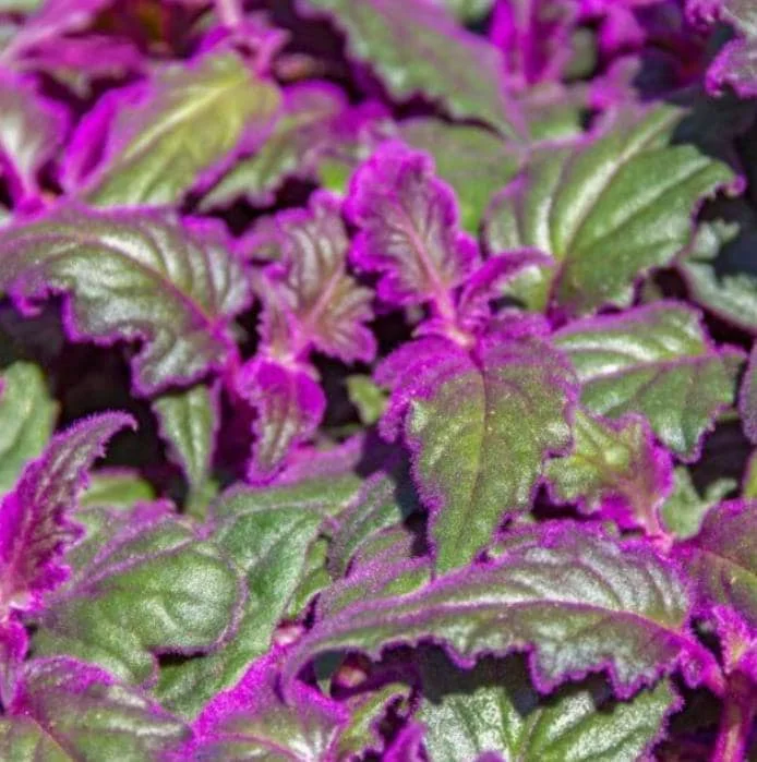 Purple Passion Gynura Live Plant - 2-5" Tall - Velvet Foliage Indoor Houseplant - Image 2