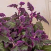 Purple Passion Gynura Live Plant - 2-5" Tall - Velvet Foliage Indoor Houseplant - Image 1