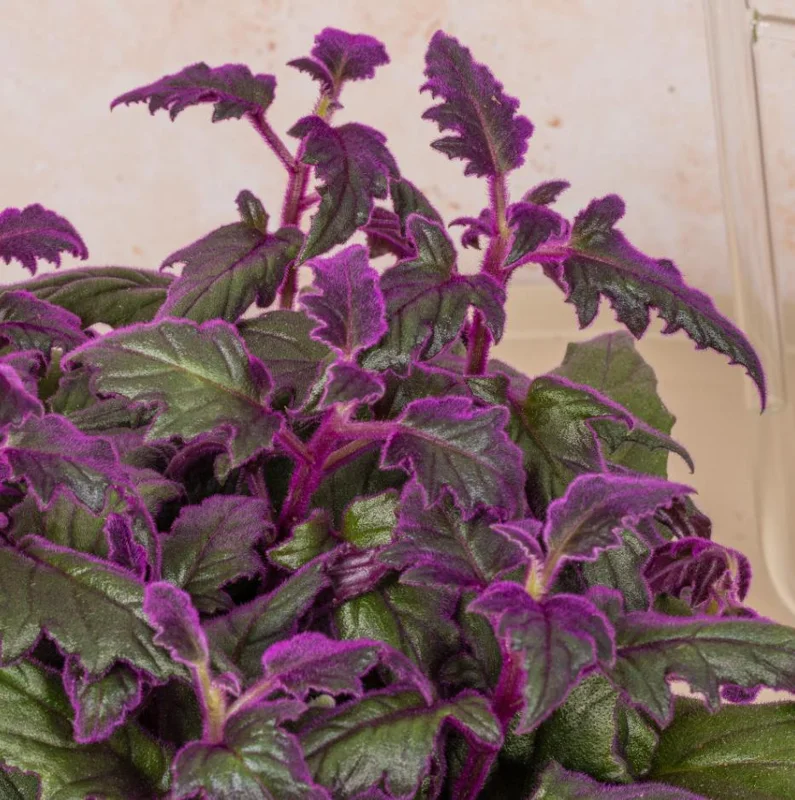 Purple Passion Gynura Live Plant - 2-5" Tall - Velvet Foliage Indoor Houseplant - Image 1