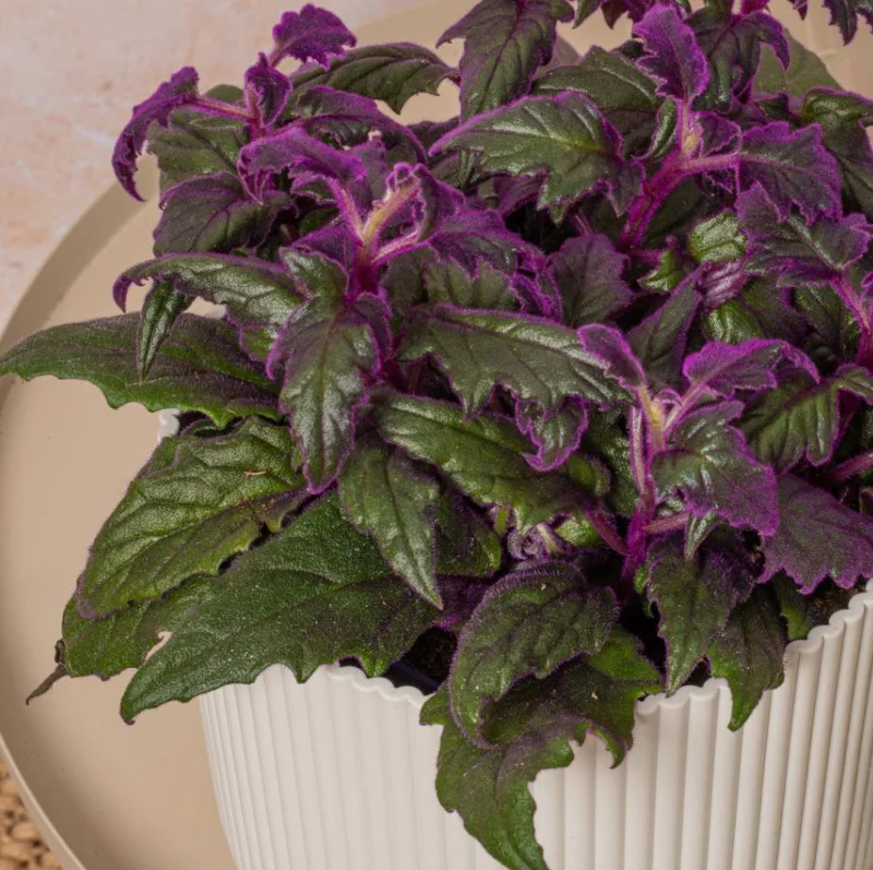 Purple Passion Gynura Live Plant – Gynura aurantiaca – Velvet Foliage Houseplant – 2-5" Tall - Image 1