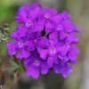 Purple Perennial Verbena 'Homestead Purple' Live Plant – 4" Pot – Outdoor - Image 1