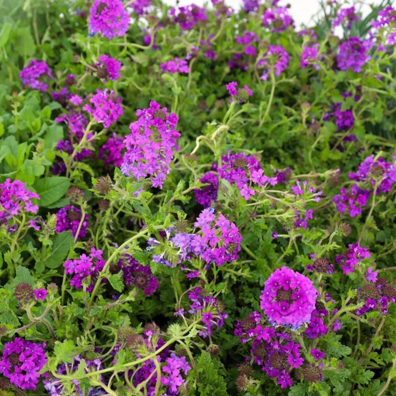 Purple Perennial Verbena Live Plant - Homestead Purple - 4 inch Tall - Image 2