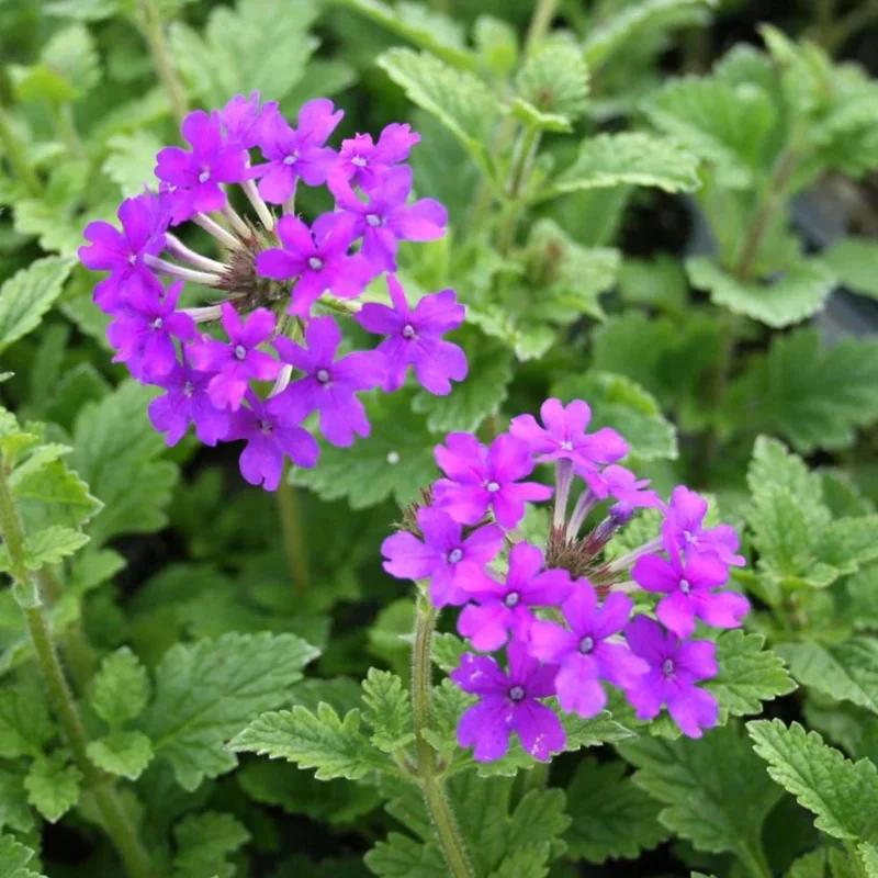 Purple Perennial Verbena Live Plant - Homestead Purple - 4 inch Tall - Image 3