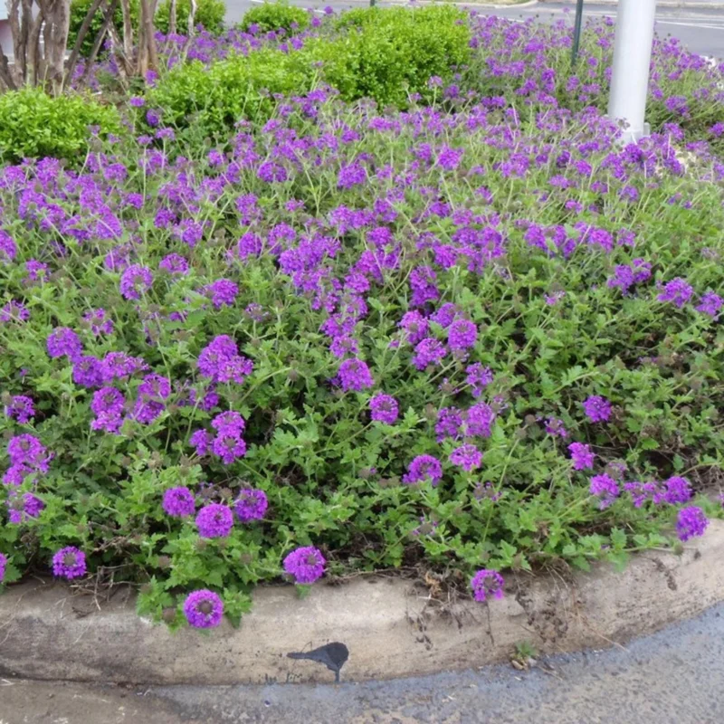 Purple Perennial Verbena Live Plant - Homestead Purple - 4 inch Tall - Image 4