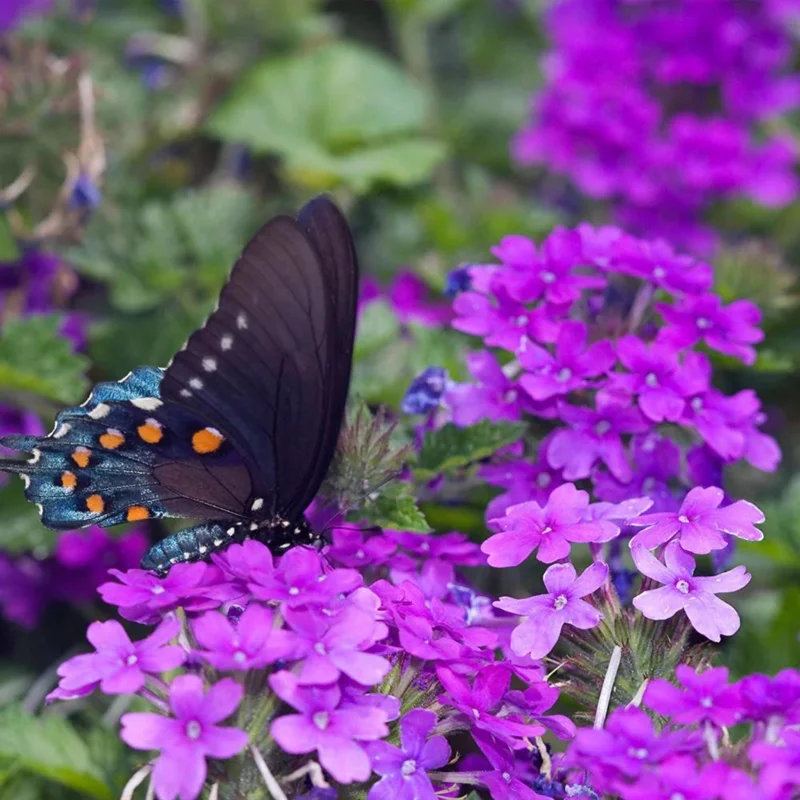 Purple Perennial Verbena Live Plant - Homestead Purple - 4 inch Tall - Image 5