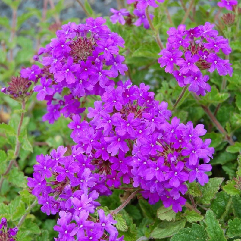 Purple Perennial Verbena Live Plant - Homestead Purple - 4 inch Tall - Image 6