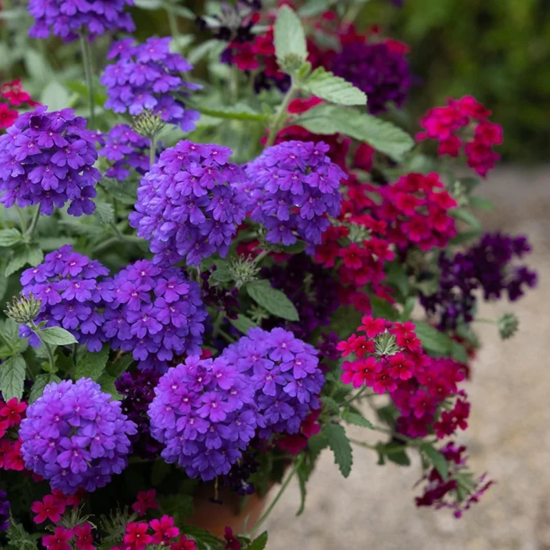 Purple Perennial Verbena Live Plant - Homestead Purple - 4 inch Tall - Image 7