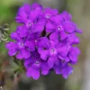 Purple Perennial Verbena Live Plant - Homestead Purple - 4 inch Tall - Image 1