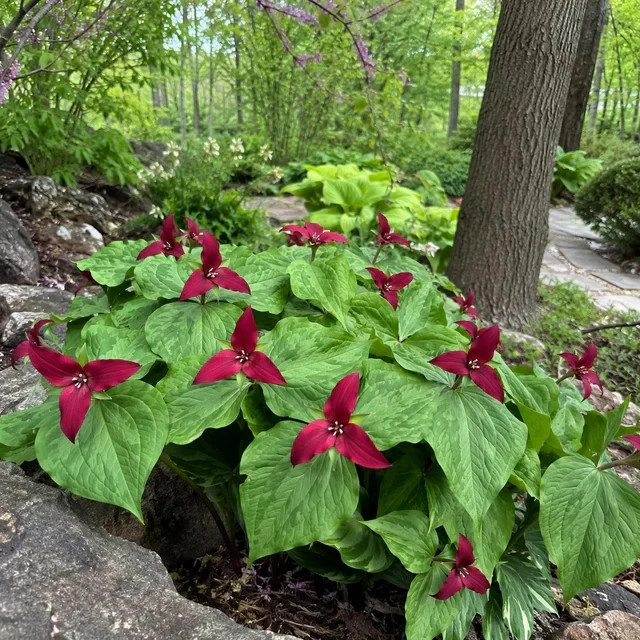Purple Red Prairie Trillium Bulbs – 5 Wood Lily Bulbs – Perennial Flower - Image 2