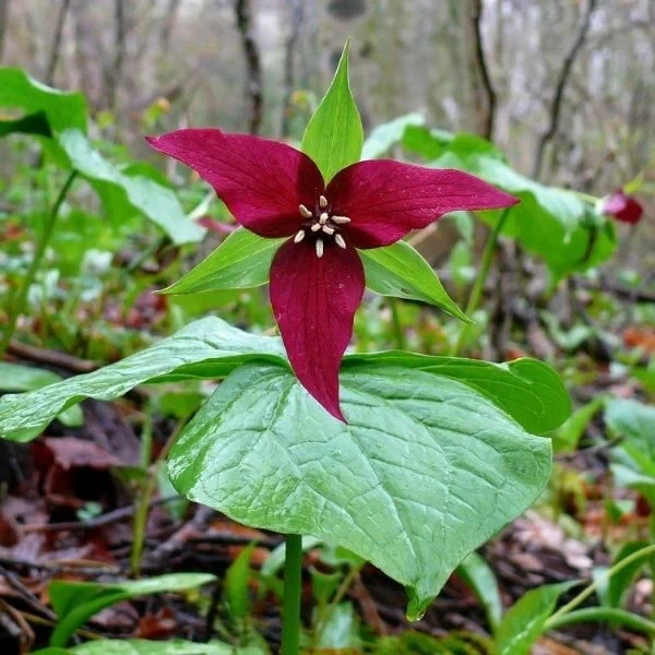 Purple Red Prairie Trillium Bulbs – 5 Wood Lily Bulbs – Perennial Flower - Image 4