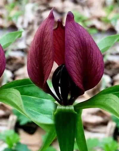 Purple Red Prairie Trillium Bulbs – 5 Wood Lily Bulbs – Perennial Flower - Image 1