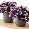 Purple Shamrock Live Plant, Set of 2 Oxalis Triangularis, 4-8 Inch Tall - Image 1