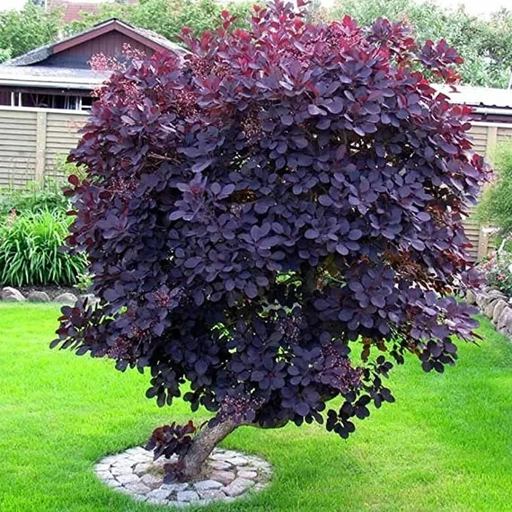 Purple Smoke Tree Live Plant – 4 inch Pot – Vibrant Outdoor Shrub - Image 2