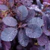 Purple Smoke Tree Live Plant – 4 inch Pot – Vibrant Outdoor Shrub - Image 1