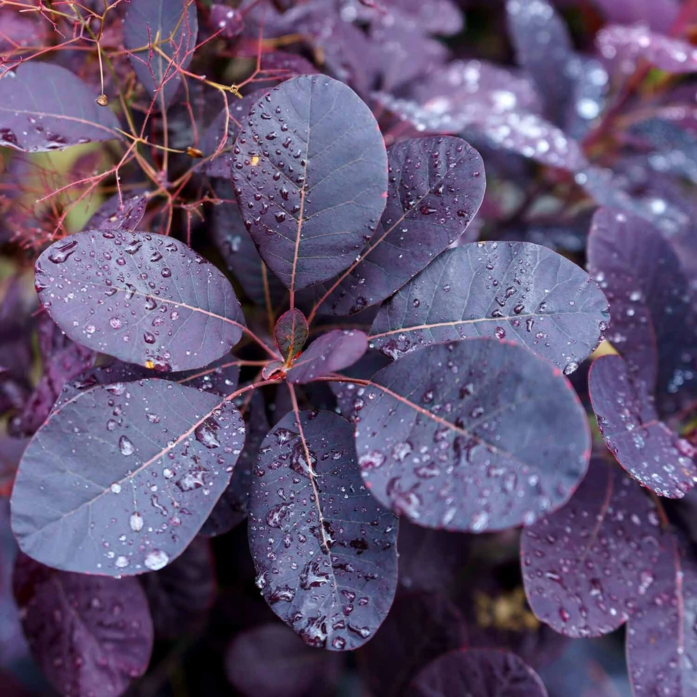 Purple Smoke Tree Live Plant – 4 inch Pot – Vibrant Outdoor Shrub - Image 1