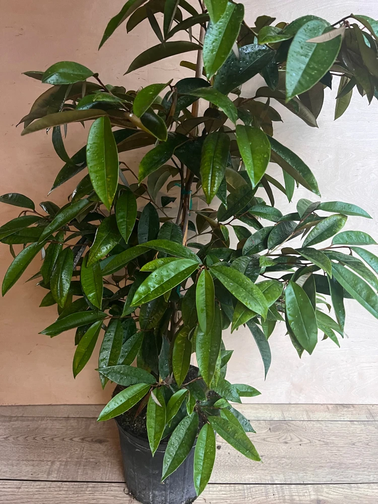 Purple Star Apple Live Plant, Grafted Caimito Tree, 3 Gallon Pot, Fruit Tree - Cannot ship to CA - Image 2