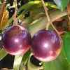 Purple Star Apple Live Plant, Grafted Caimito Tree, 3 Gallon Pot, Fruit Tree - Cannot ship to CA - Image 1