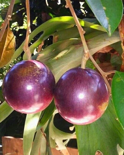 Purple Star Apple Live Plant, Grafted Caimito Tree, 3 Gallon Pot, Fruit Tree - Cannot ship to CA - Image 1